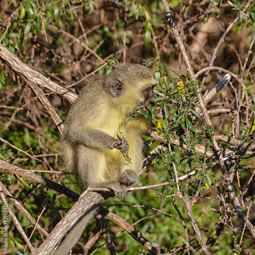 Vervet Monkey Eating