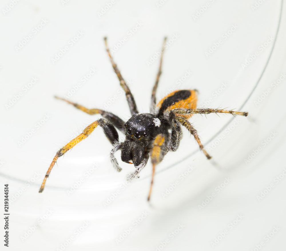 Fototapeta premium Spider wolf on a white background