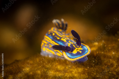The most typical nudibranch in atlantic coast