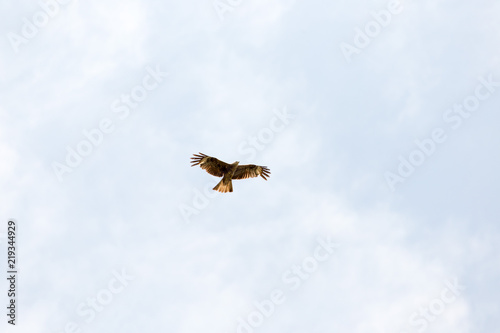 Falcon in flight over natural blue sky background