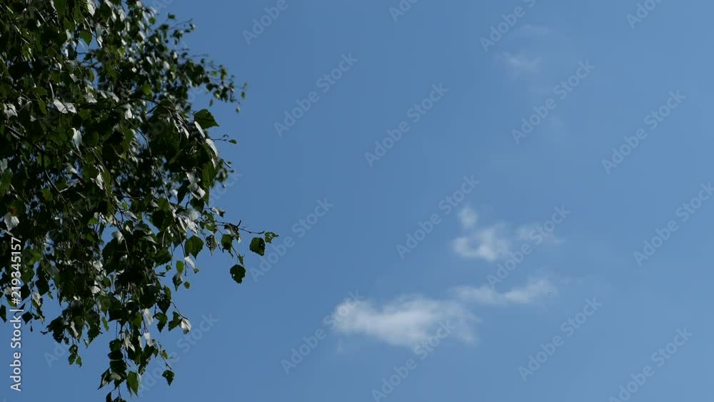 Tree With Green Leaves And Clouds Against Blue Sky Fast