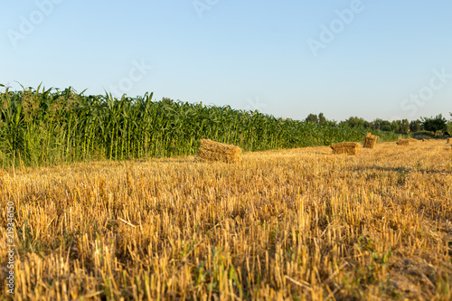 Bales of straw on a field