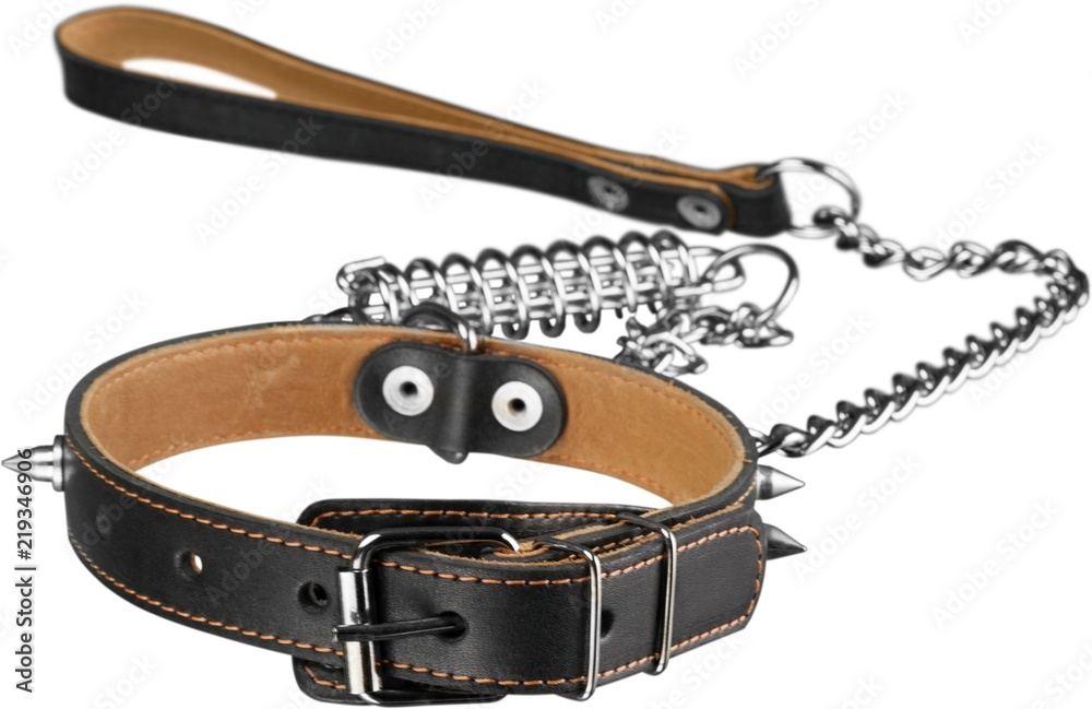 Obraz premium Dog Collar with Leash Isolated