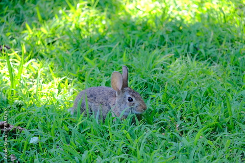 Rabbit © Robert