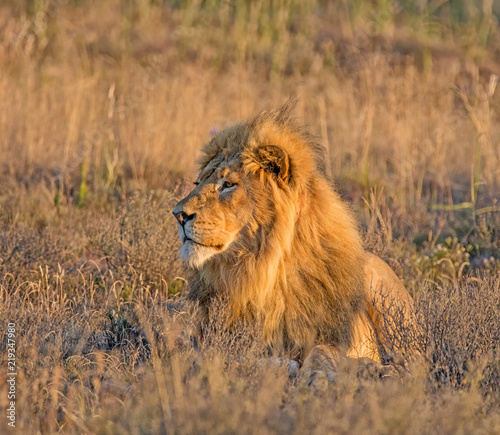 Male Lion At Sunrise