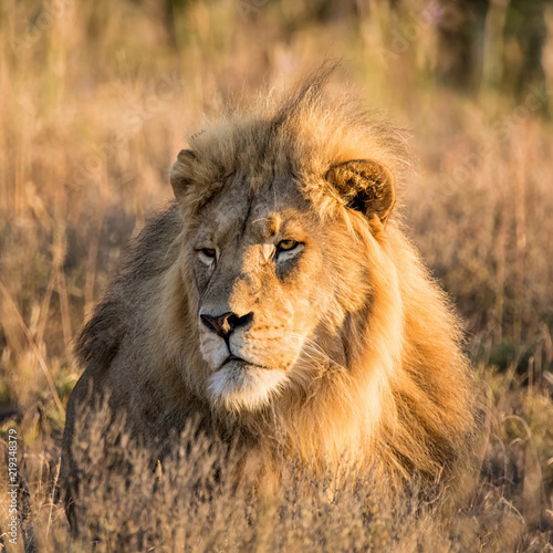 Male Lion At Sunrise