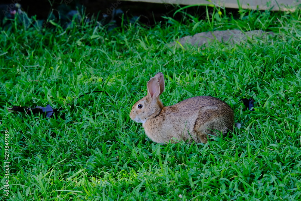 Fototapeta premium Rabbit