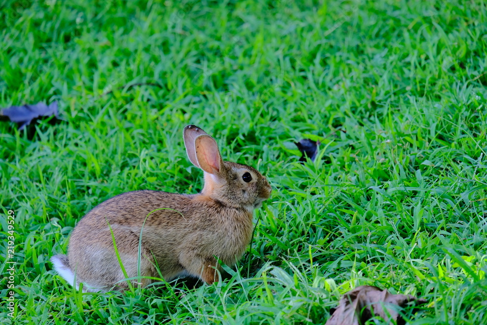 Rabbit Rabbit