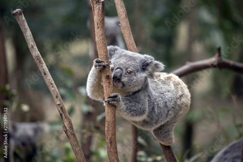 joey koala © susan flashman