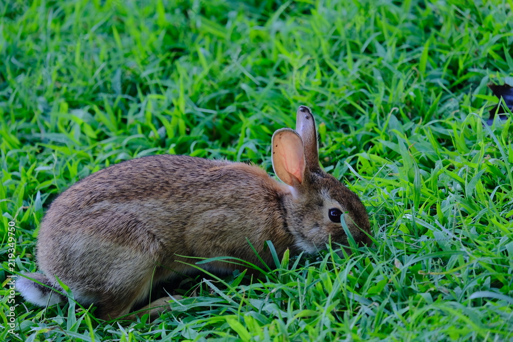 Fototapeta premium Rabbit