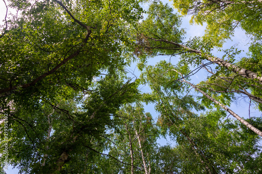 Summer birch forests Summer birch forests