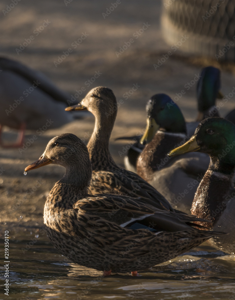 Female Mallard Ducks looking in one direction Female Mallard Ducks looking in one direction