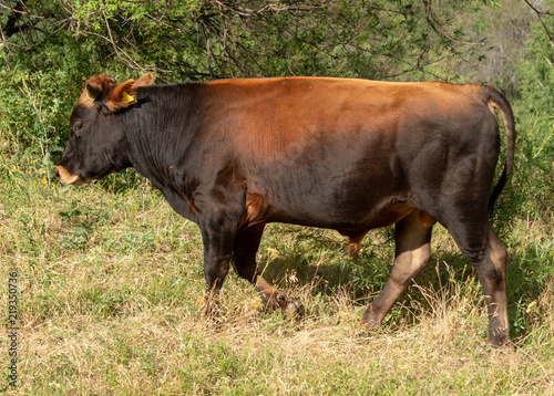 Bulls and cows in nature © donikz