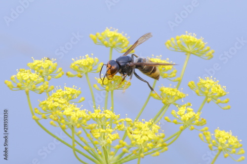Primer plano de una avispa velutina