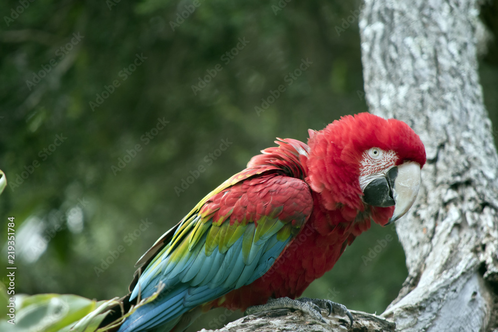 scarlet macaw