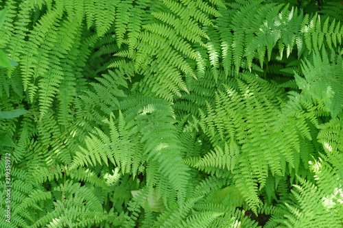 healthy green ferns in the shade