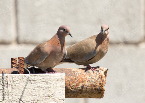 Photo of the bird-pigeon sitting on the fence