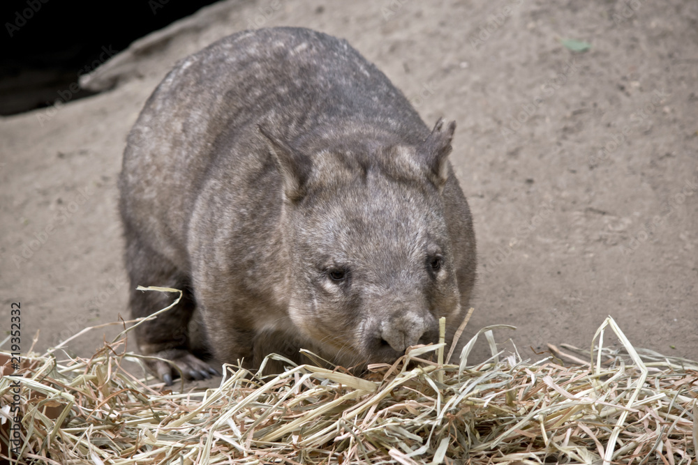 hairy nosed wombat