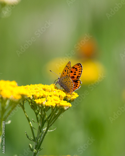 Lycaena dispar, large copper butterfly © donikz
