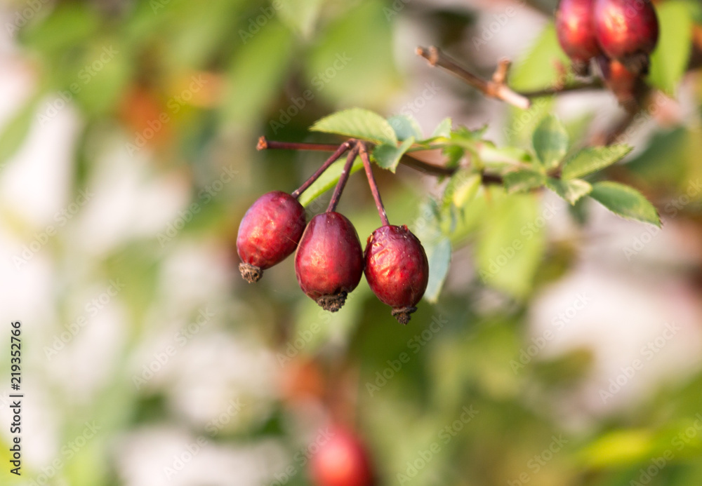 Berries of a dogrose on a bush. Fruits of wild roses. Thorny dogrose. Medical dogrose Berries of a dogrose on a bush. Fruits of wild roses. Thorny dogrose. Medical dogrose