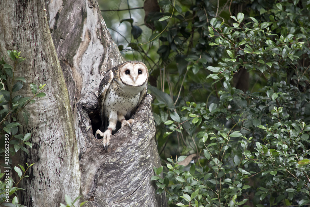 Obraz premium masked owl