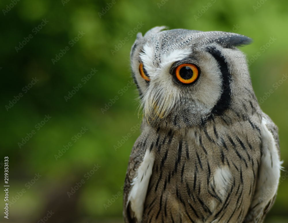 Obraz premium whiteface scops owl