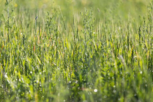 Bright field, background of spring wild grass