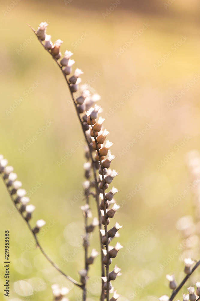 Beautiful dried field flowers, meadow flowers on a green background in the morning time