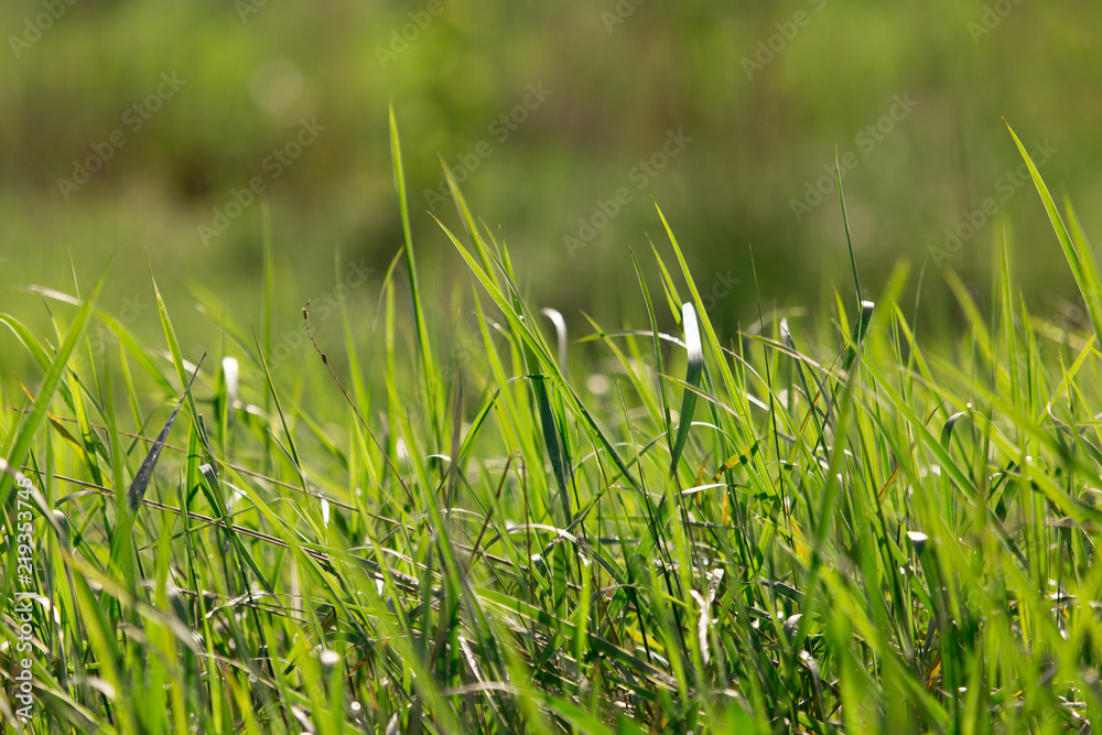 Obraz premium Dew on the grass on a sunny spring morning shining in the background