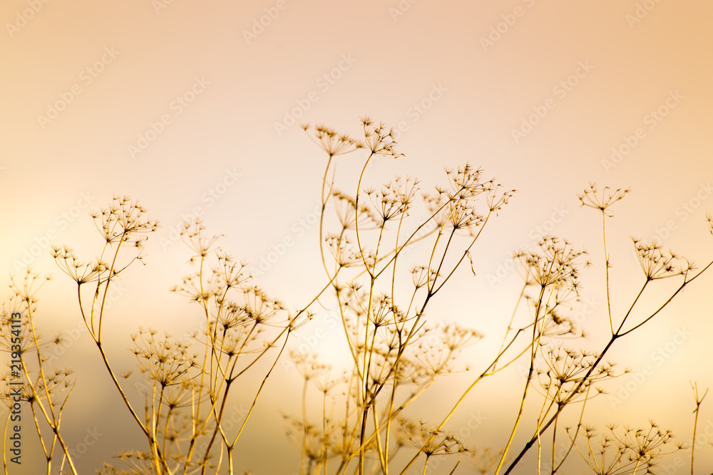 Obraz premium background of wild grass on the field against sunset
