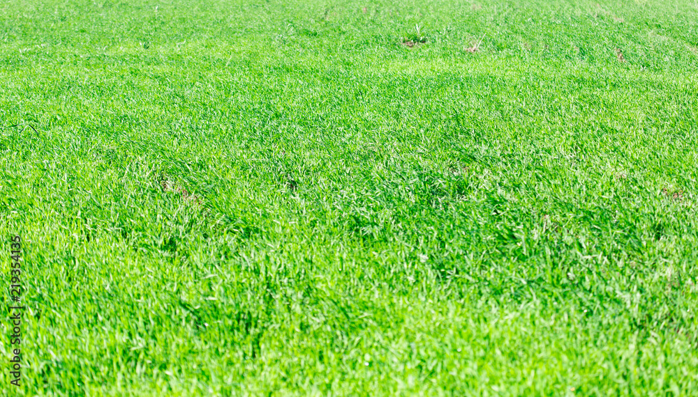 Obraz premium background of green grass