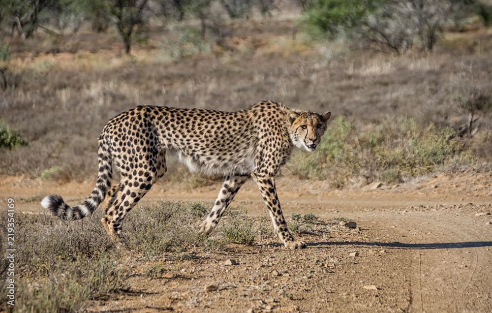 Fototapeta premium Juvenile Cheetah