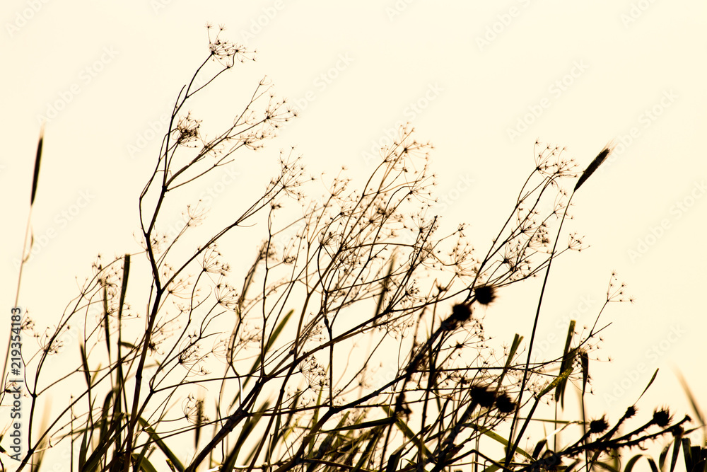Dew on the grass on a sunny spring morning shining in the background Dew on the grass on a sunny spring morning shining in the background