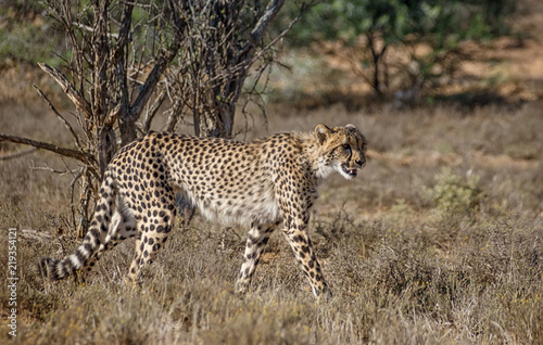 Juvenile Cheetah Stalking