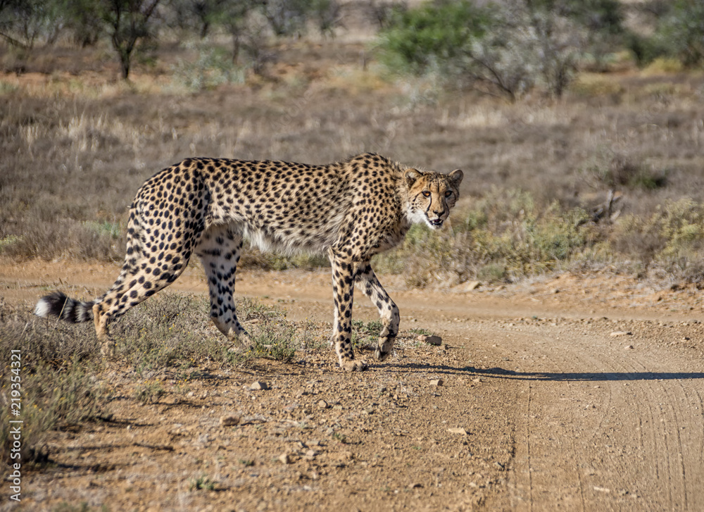 Fototapeta premium Juvenile Cheetah