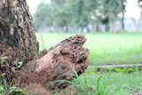 tree stump on green grass