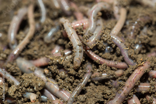 A huge number of earthworms for fishing