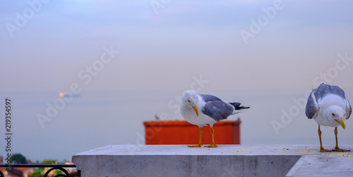 Istanbul, Turkey. Seagull on the background of the Sea of Marmara photo