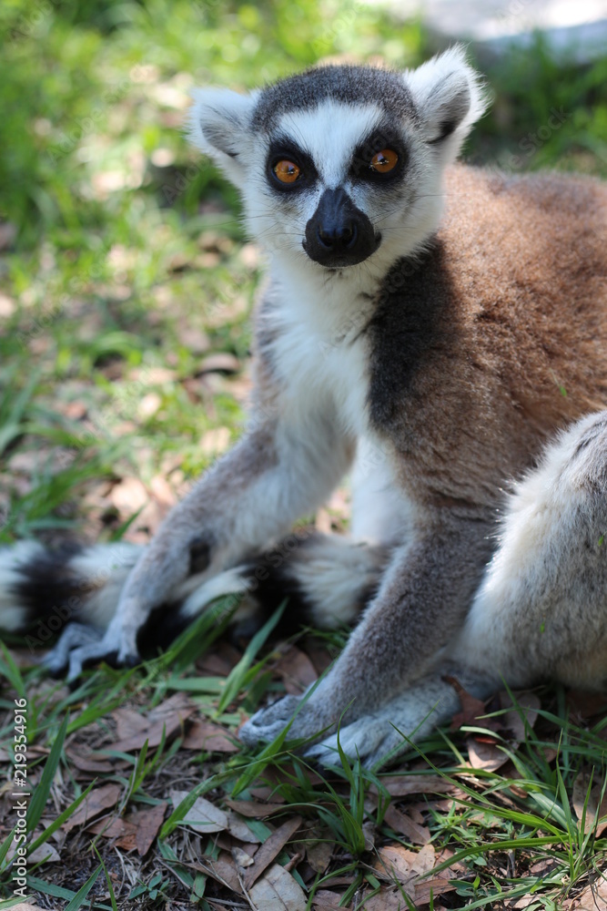 Obraz premium Madagascar Wildlife / Ring Tailed / Tail Lemur 
