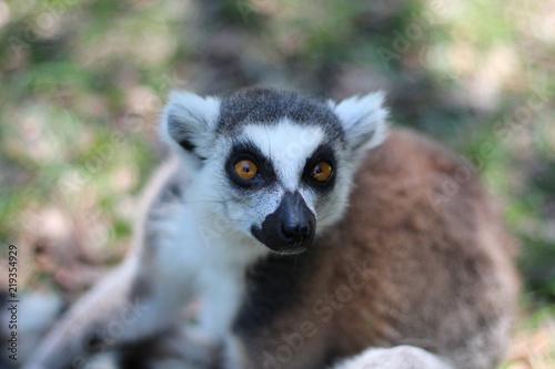Portrait of a Ring Tail Lemur  © LifeGemz