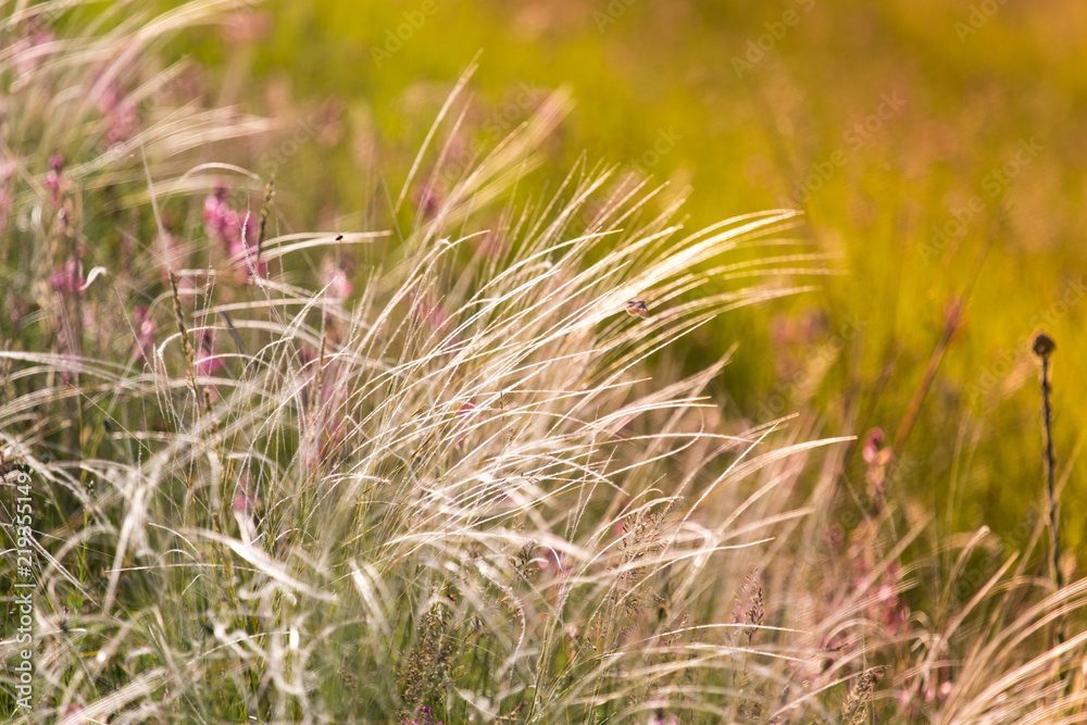 background of wild grass on the field against sunset