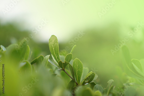 Green leaves pattern​ background.