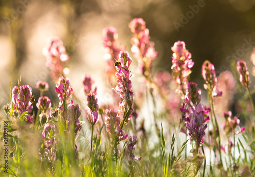 Photo A bright pink common heather (Calluna vulgaris) blooms in the open air