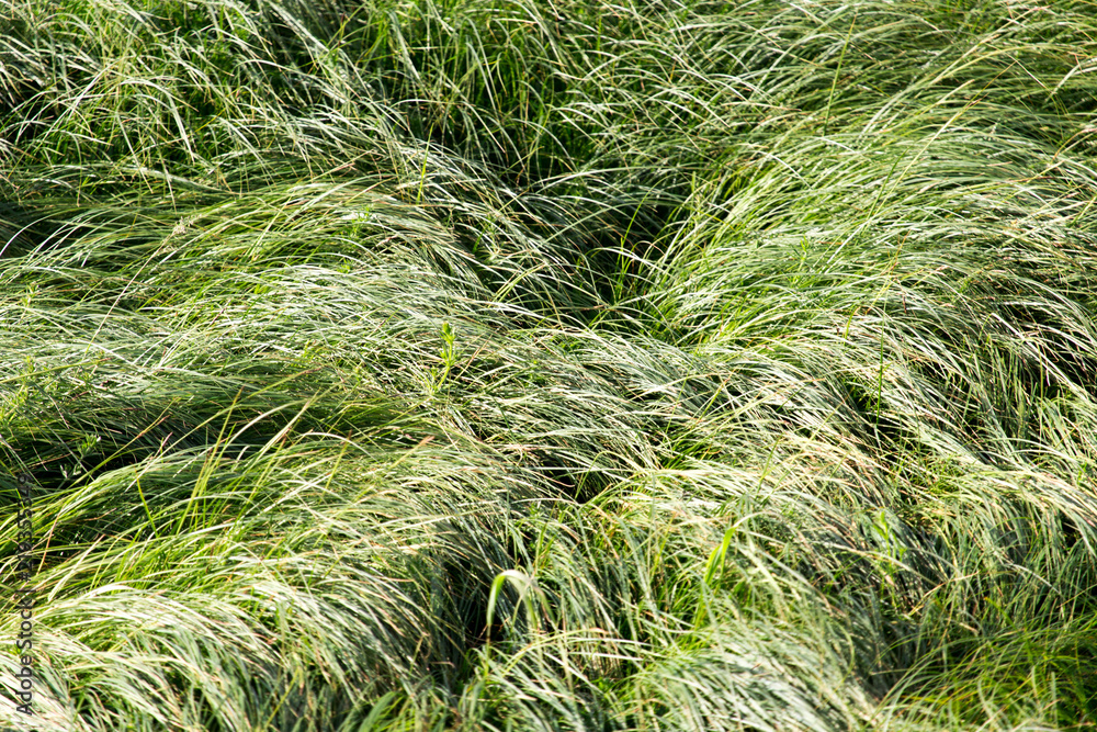 spring, long grass covers the ground spring, long grass covers the ground