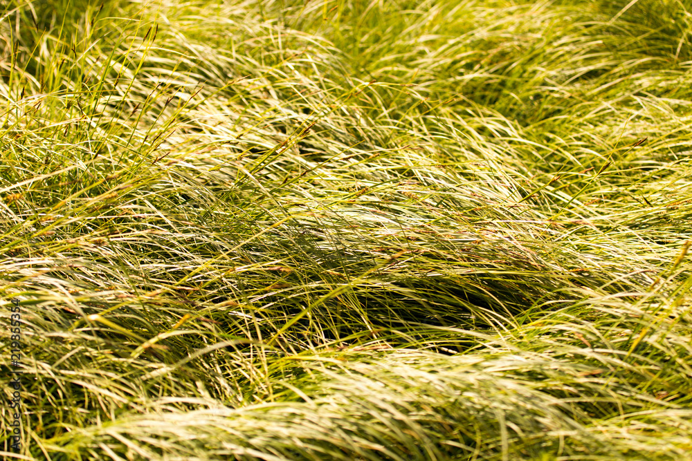 spring, long grass covers the ground spring, long grass covers the ground