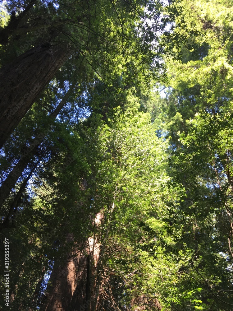 Fototapeta premium sky view of redwood branches
