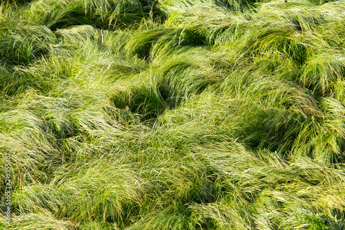 spring, long grass covers the ground photo