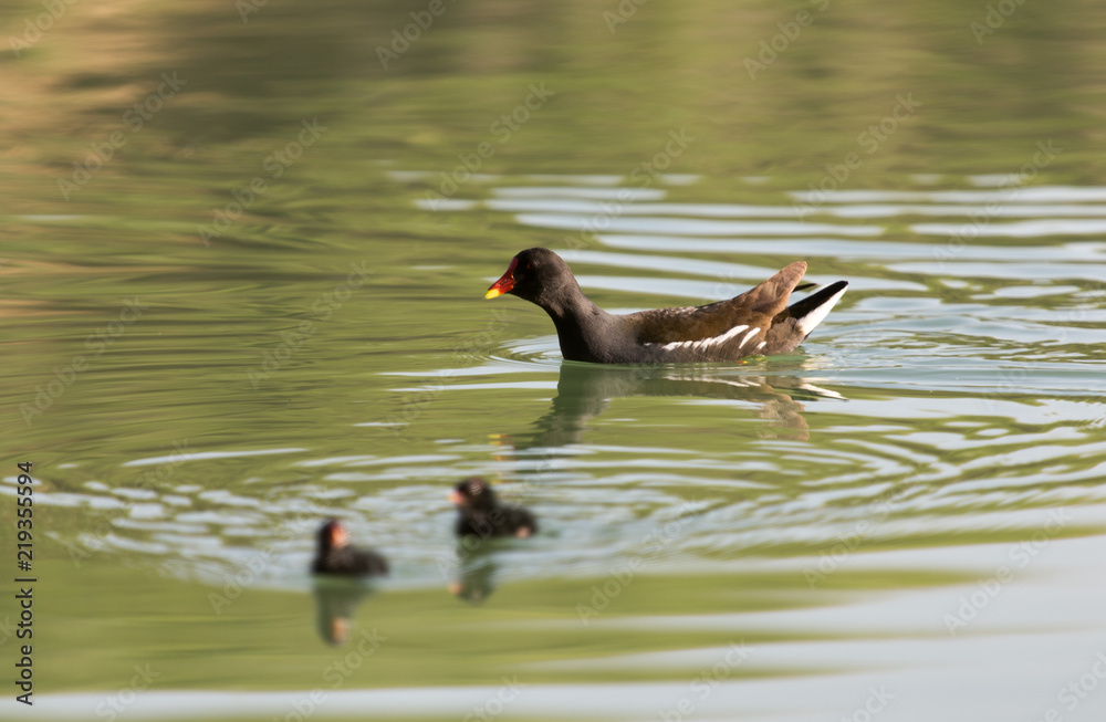 moorhen with babies swimming on the water moorhen with babies swimming on the water