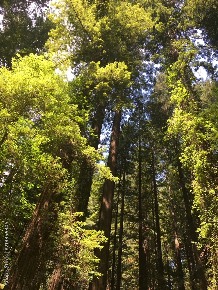 Obraz premium Redwood trees