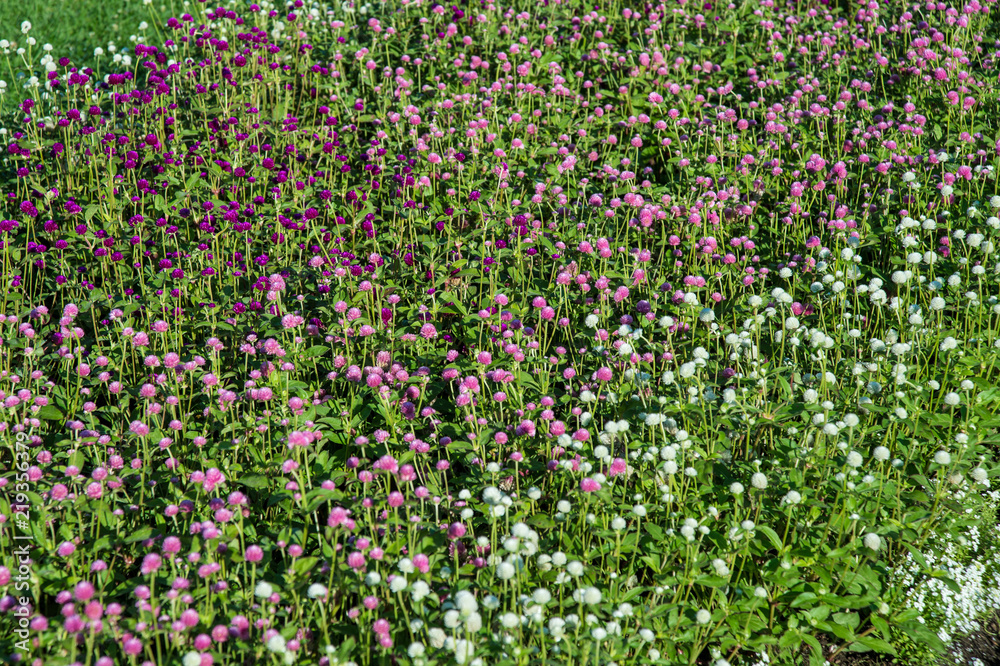 Experimental Farm Experimental Farm